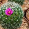 One of the biggest selling points of a cactus is that it's a relatively low maintenance one way to tell if your cactus is happy is if it flowers. Https Encrypted Tbn0 Gstatic Com Images Q Tbn And9gcrgqxy0p4z5yks8 Qmny5hh1addq0zkrevy2y1mp Nm9n92pw3w Usqp Cau