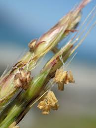 Image result for Ischaemum afrum