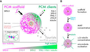 Image result for Centrostigma