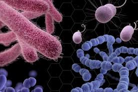 Image result for Buchnera candida