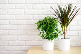 Imita la fotosintesi delle piante, assorbendo l'anidride carbonica e producendo al tempo stesso energia pulita. Piante Antismog Da Appartamento Ottimo Rimedio Per Combattere Le Sostanze Nocive In Casa Ohga
