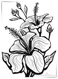 Pin En Imagenes De Flores Para Colorear