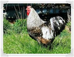 Wyandottes were bred in america around 1870 by four people and these colors are black, blue, buff, columbian, golden laced, partridge, silver laced and silver penciled. Columbian Wyandotte Eggs Shefalitayal