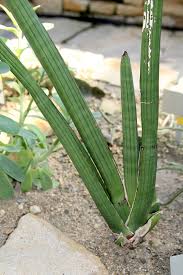 Image result for Sansevieria pearsonii