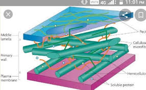 We did not find results for: What Is The Composition Of Plant Cell Wall Brainly In