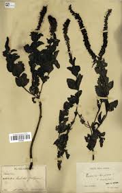 Image result for Kotschya sp.no.A