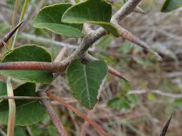 Image result for Scolopia zeyheri