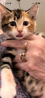 Live To Purr Another Day...