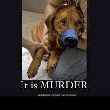 Download free lost puppy 1.0.8 release for your android phone or tablet, file size: Find My Pet Home Facebook