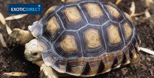 About 5% of these are pet cages, carriers & houses, 0% are pet apparel & accessories. Which Tortoise Should You Get Exoticdirect