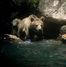 Sandro mountain bear