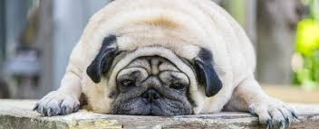 Am i still cute if i has rolls? Names For Your Fat Dog
