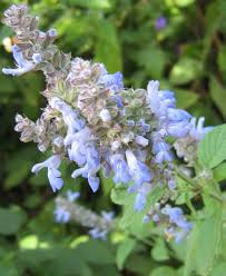 Image result for Polystachya leonardiana