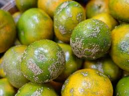 Limau #kasturi #berbuahlebat cara kahwin pokok limau yg betul agar berbuah lebat, jgn lupa like share and subscribe ya tq. Cara Atasi Penyakit Yang Kerap Mengancam Pokok Limau Kasturi Impiana