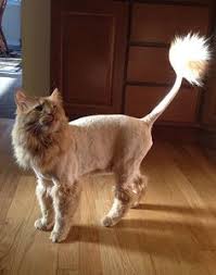 Here are some tidbits about cats and kittens to make them more lovable in your eyes! The Lion Cut The Dragon Cut For Cats