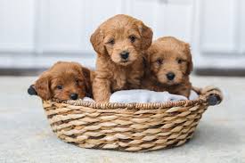 They may not be goldendoodle puppies, but these cuties are available for adoption in texas. Breed Guide Goldendoodle Healthy Paws Pet Insurance