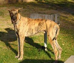 They come in two sizes: Klassy Great Danes In Colorado Home Facebook