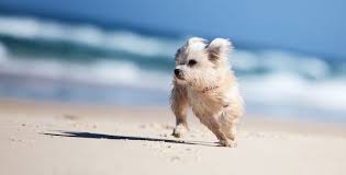 How Long Will My Morkie Live About Morkies