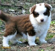 Chocolate Border Collie Puppies High Quality For Sale In Mount Kilcoy Qld Chocolate Border Collie Puppies High Q Border Collie Puppies Collie Puppies Puppies
