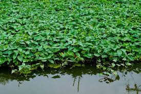 Image result for Ipomoea aquatica