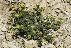 Image result for Argyrolobium