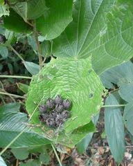 Image result for Dinophora spenneroides