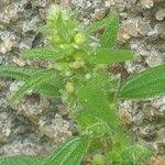 Image result for Pouzolzia guineensis