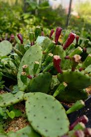 Image result for Opuntia