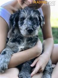 Bordoodle Puppies Blue Merle Choc Cream Black Border collie x australian shepherd. bordoodle puppies blue merle choc cream