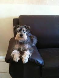 Maybe you would like to learn more about one of these? El Pupu De Sinaloa Home Facebook