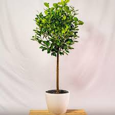 Image result for F kus Ficus