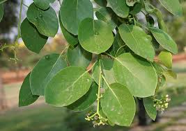 Image result for Vahlia dichotoma