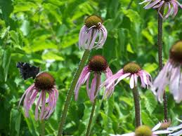 Check spelling or type a new query. 7 Reasons Why You Should Grow Purple Coneflowers Dengarden