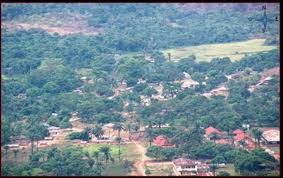 Image result for Indigofera paracapitata