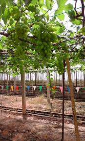 M y l i f e a l b u m | setelah 3 tahun penutupan akibat pengurusannya yang rumit. Beris Lake Vineyard Posts Facebook