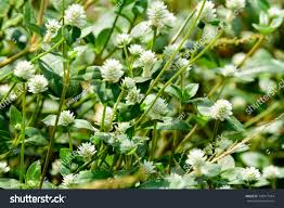 Image result for Gomphrena celosioides