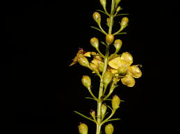 Image result for Sopubia ramosa