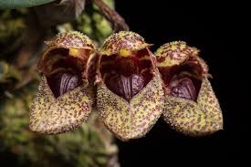 Image result for Bulbophyllum elliotii