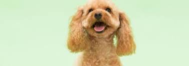 Poodle (miniature) information including personality, history, grooming, pictures, videos, and the akc breed standard. Toy Or Miniature Sizing Up The Difference Pedigree