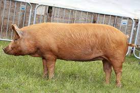 According to the american national swine registry, it is the fourth 'most recorded breed' of pigs in the united states. Tamworth