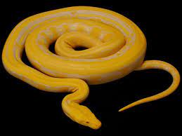 Yellow Snake Yellow Snake Snake Images Cool Snakes