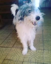 Watch The Best Youtube Videos Online Feliz Domingo Happylife Love Family Dog Home Loca Perrosdeinstagram Lun Family Dogs Dogs Happy Life