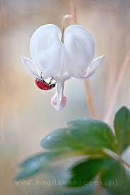 Black And White Bleeding Heart Flower Images Pin By Connie O On Spring Bleeding Heart Beautiful Flowers Bleeding Heart Flower