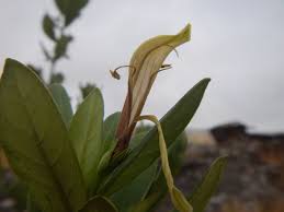 Image result for Anisotes sessiliflorus