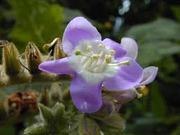 Image result for Wigandia urens