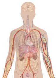 The testes also secrete androgen, the male hormone which influences the growth and. Human Body Diagrams Wikimedia Commons