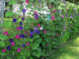 Maybe you would like to learn more about one of these? Rumah Bunga Neisha Rumah Bunga Neisha Morning Glory Tanaman Rambat Gampang Rawat