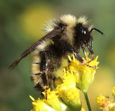 Image result for Bombus flavidus