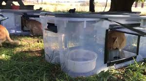 Since cats have incredible climbing and jumping abilities, keeping them out of your outdoor area can be challenging. Diy Feeding Station For Outside Feral Cats Youtube
