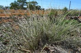 Image result for Aristida diminuta